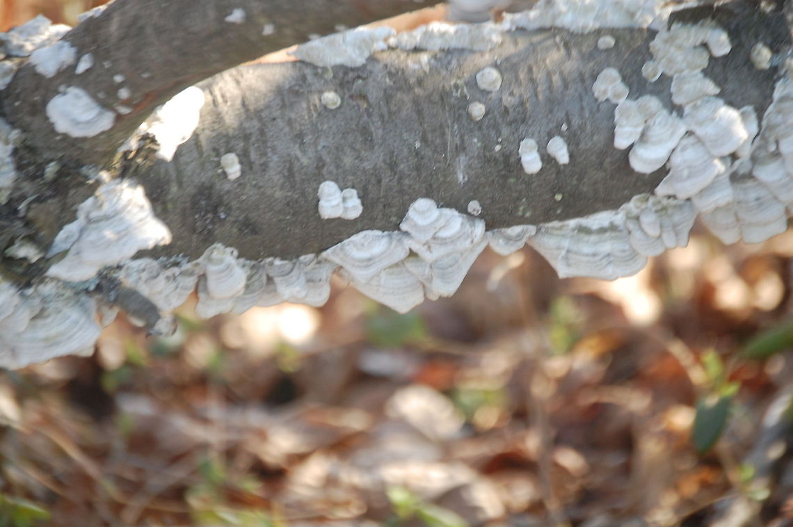 fungus  botanical,flora,floral,flower,fungi,plant