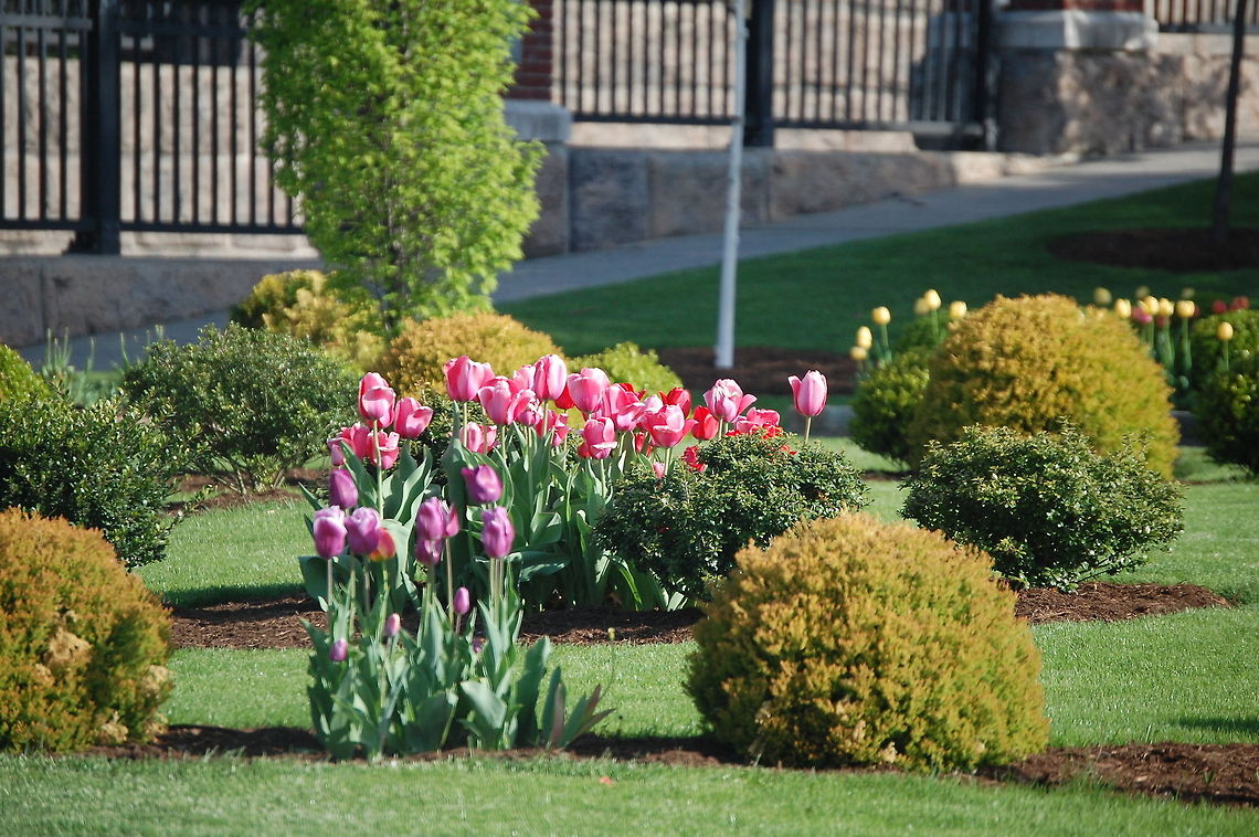 Tulips  botanical,flora,floral,flower,plant