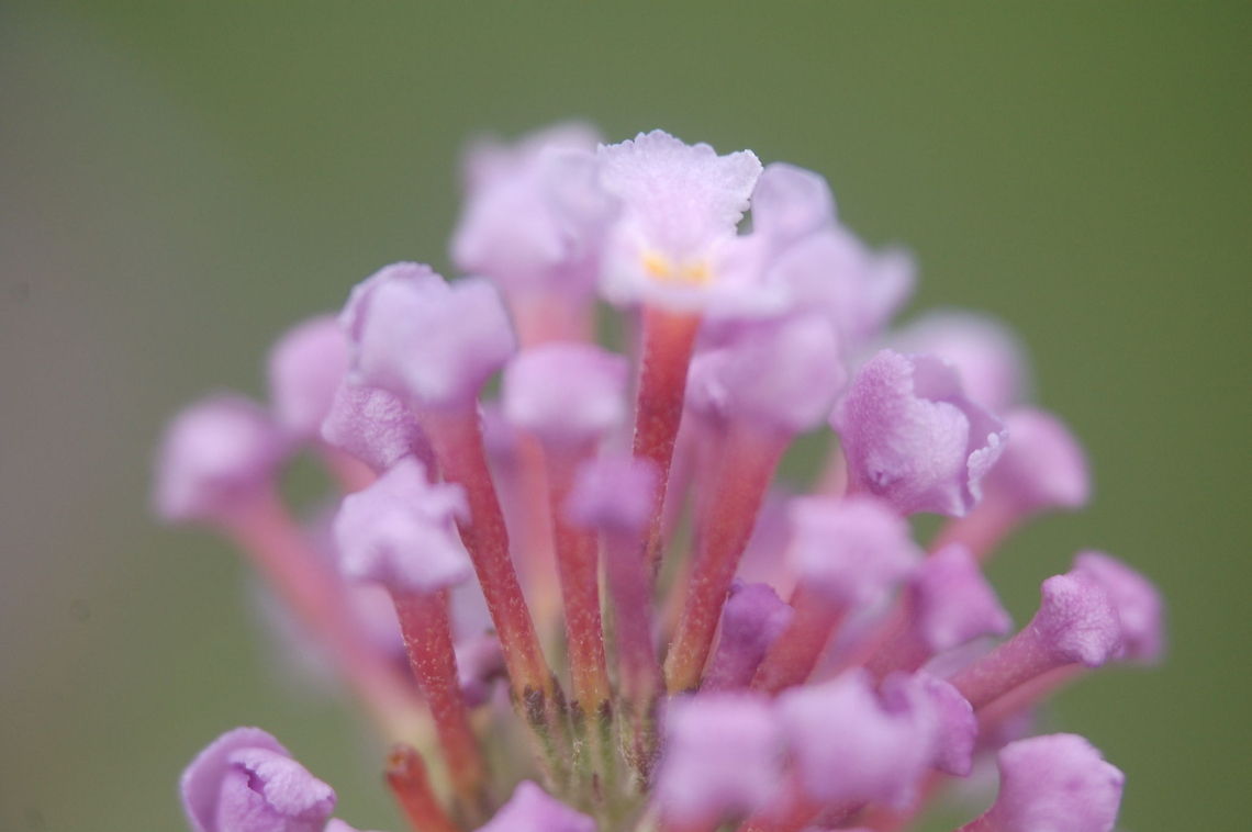 flower  Buddleja davidii,botanical,flora,floral,flower,plant