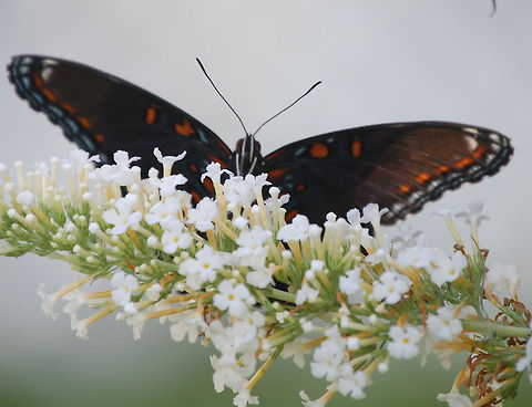 butterfly  Animal,Limenitis arthemis,White Admiral or Red-spotted Purple,butterfly,flying insect,insect