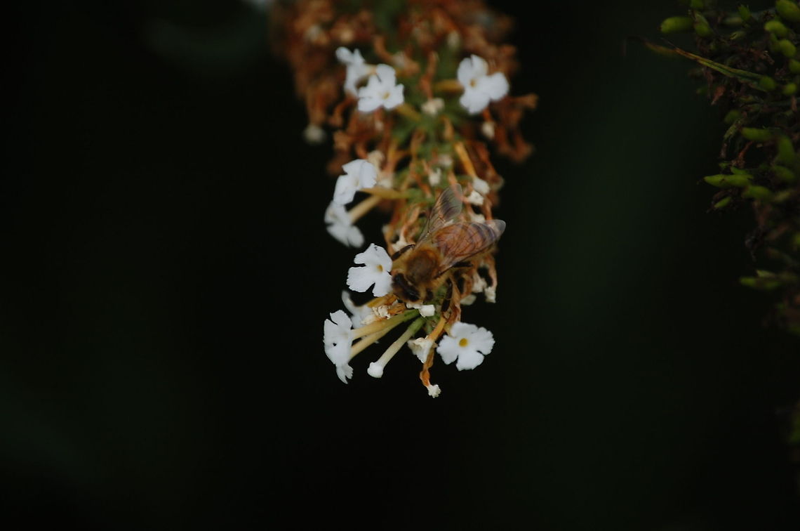 honeybee  Animal,Apis mellifera,Western honey bee,flying insect,honeybee,insect
