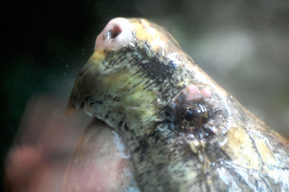 turtle  Animal,Chelydra serpentina,Common snapping turtle,cold blooded,reptile,turtle,wildlife