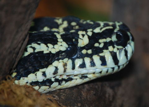 DSC_0178-1 Not sure what snake this is Animal,cold blooded,wildlife