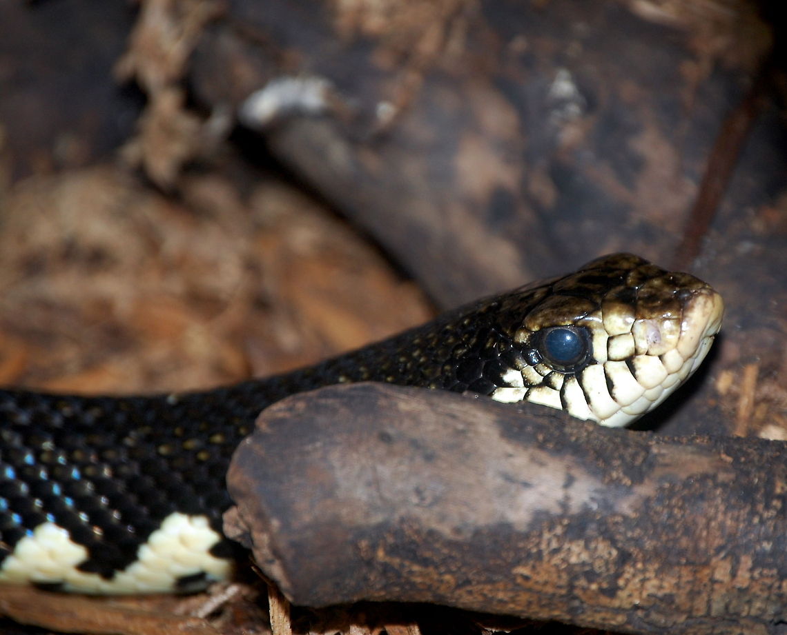 Heterodon platirhinos this is an exhibition animal and the specie maybe up for debate Animal,Heterodon platirhinos,cold blooded,wildlife