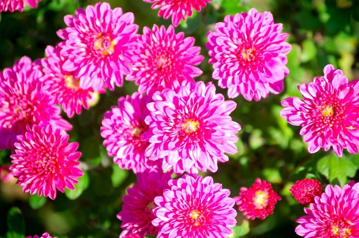 DSC_0003-4  Chrysanthemum morifolium,Plant,flora,floral,nature