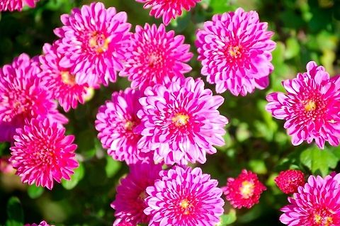 DSC_0003-4  Chrysanthemum morifolium,Plant,flora,floral,nature