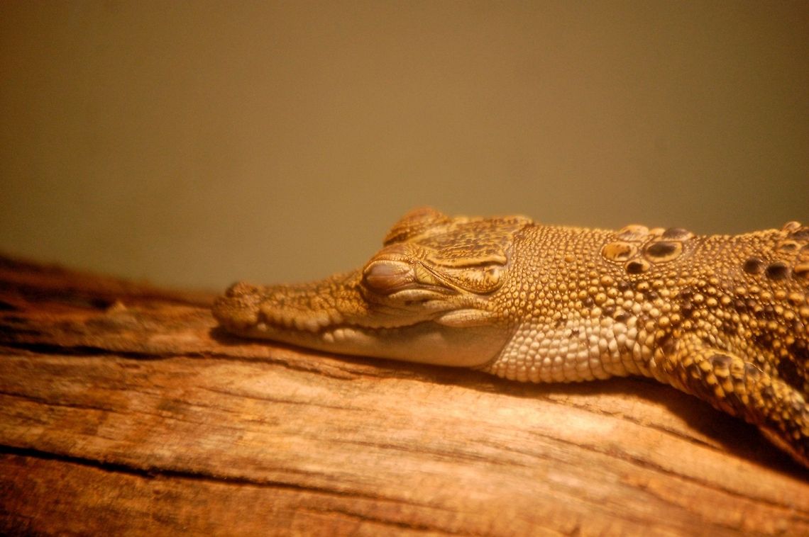 Caiman this critter is so cute Animal,Caiman,Caiman crocodilus,Caimaninae,Spectacled caiman,alligatorid,animal,cold blooded,crocodylian,reptile,wildlife