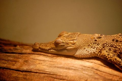 Caiman this critter is so cute Animal,Caiman,Caiman crocodilus,Caimaninae,Spectacled caiman,alligatorid,animal,cold blooded,crocodylian,reptile,wildlife