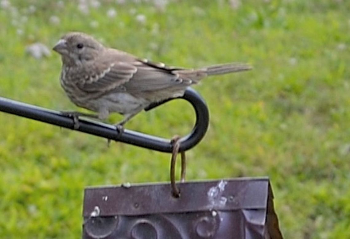 sparrow  House Sparrow,Passer domesticus,animal,avian,bird,natural
