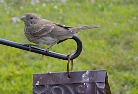 sparrow  House Sparrow,Passer domesticus,animal,avian,bird,natural