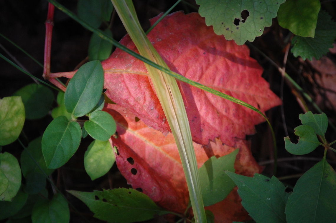 Fall through the green  Plant,flora,floral,nature