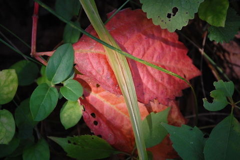Fall through the green  Plant,flora,floral,nature