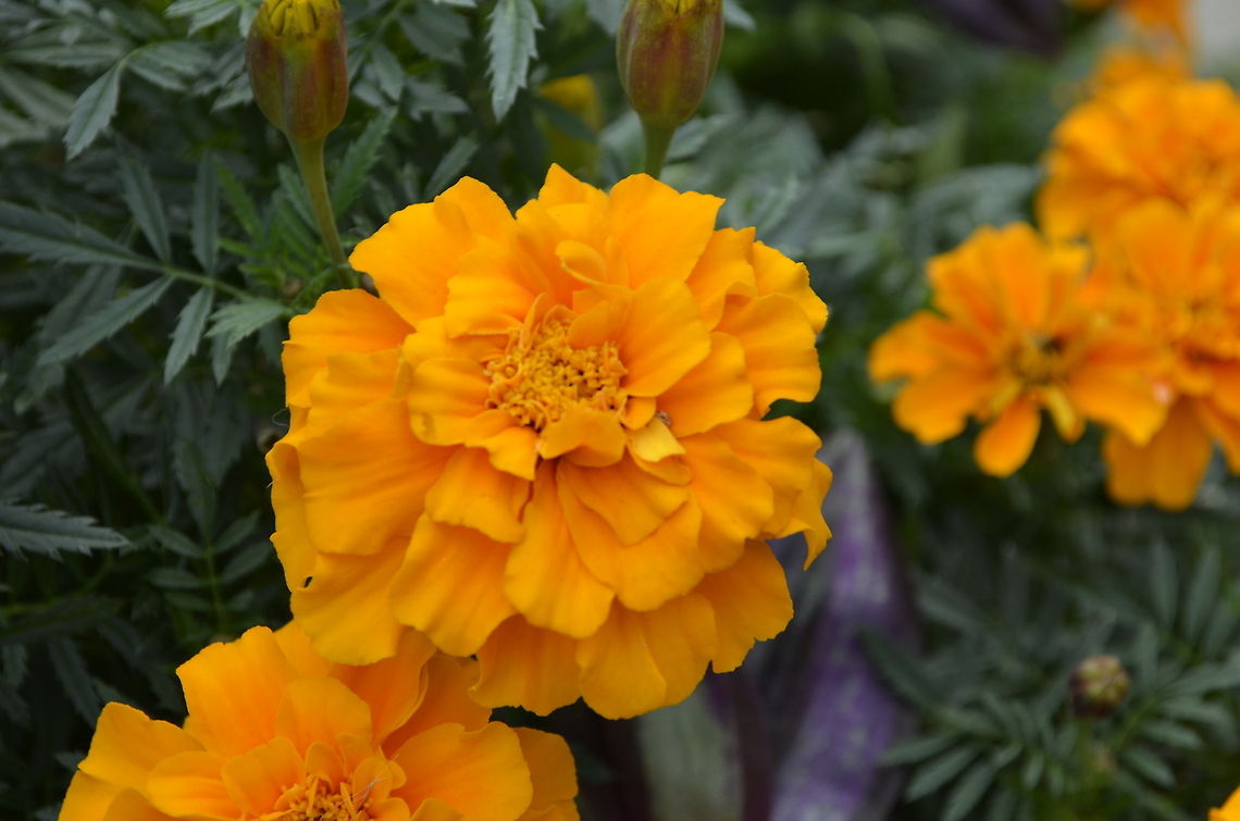 Marigold  Tagetes erecta