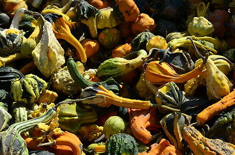 Cultivar 'Autumn Wings'  Cucurbita pepo