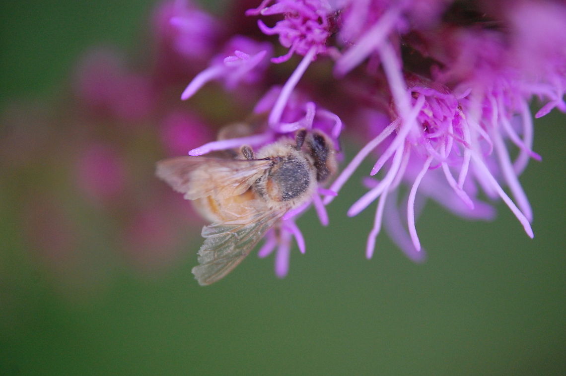 honeybee I enjoy watching bees work  Animal,bee,flying insect,honeybee,insect