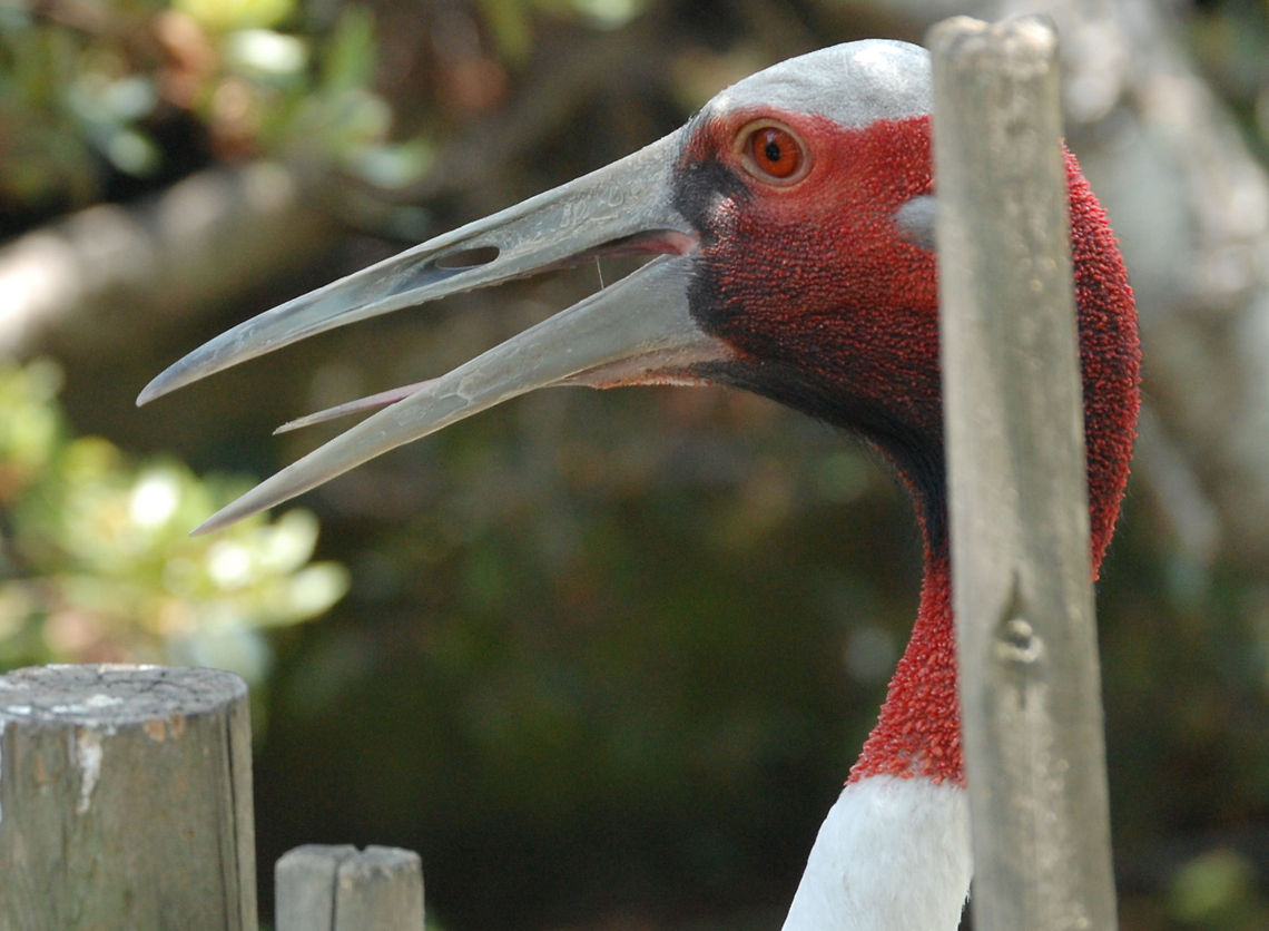 ugly bird Can&#039;t remember what this guy is called but we will ID it easily  Grus antigone,Sarus Crane,animal,avian,bird,natural,wildlife