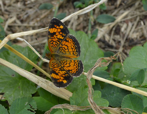 butterfly this is a beautiful specimen Pearl Crescent,Phyciodes tharos,animal,butterfly,flying insect,insect
