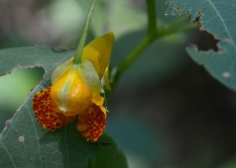 Jewel weed  Impatiens capensis,Orange Jewelweed,Plant,flora,floral,nature