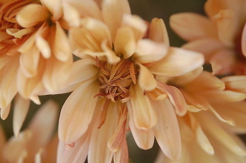 DSC_0056-2  Plant,flora,floral,nature
