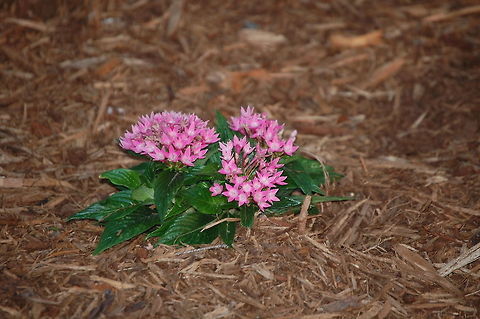 flowers  Egytpian starcluster,Pentas lanceolata,Plant,flora,floral,nature