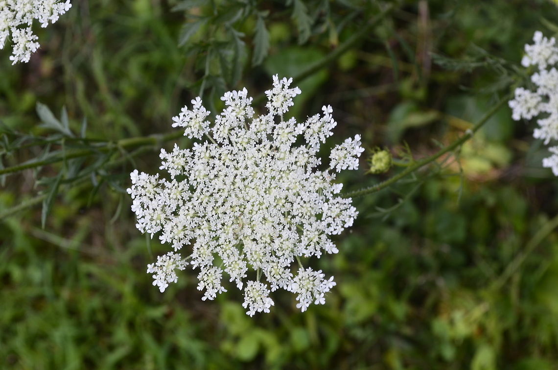 Queen Ann's lace  Ammi majus,Plant,flora,floral,nature