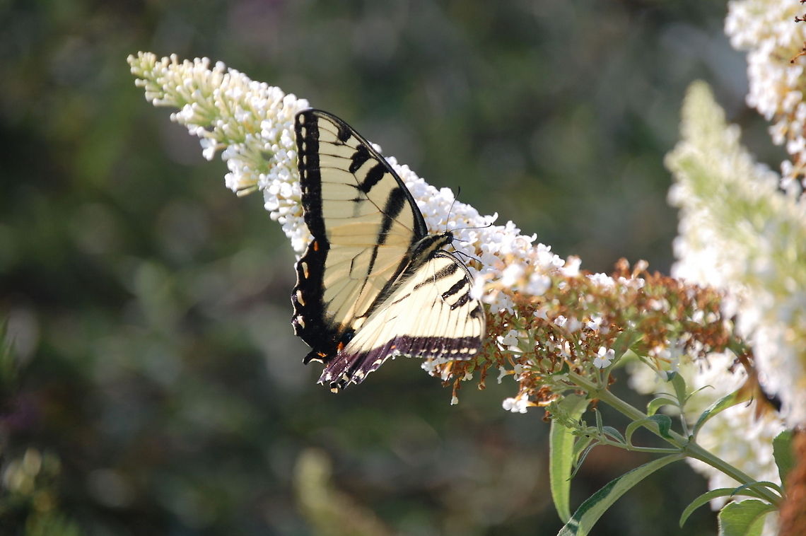 butterfly  Animal,Eastern Tiger Swallowtail,Papilio glaucus,butterfly,insect