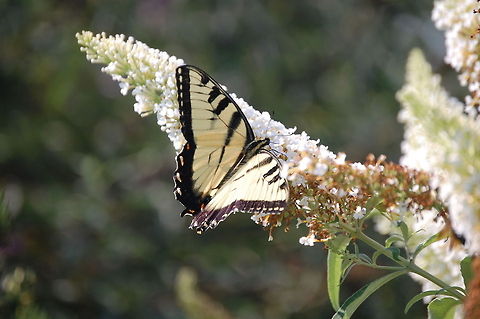 butterfly  Animal,Eastern Tiger Swallowtail,Papilio glaucus,butterfly,insect