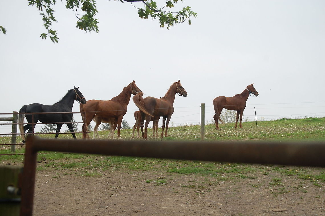 horses these fine animals occupy the back forty  Domestic horse,Equus ferus caballus,animal