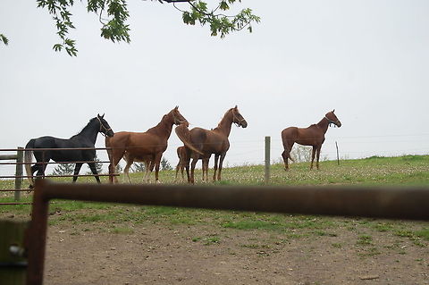 horses these fine animals occupy the back forty  Domestic horse,Equus ferus caballus,animal