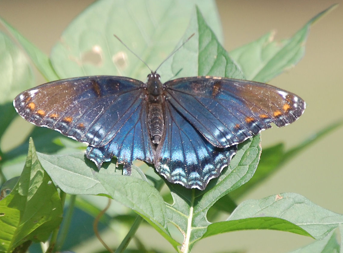 butterfly  Animal,Limenitis arthemis,White Admiral or Red-spotted Purple,insect