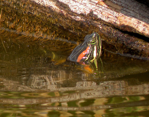 slider turtle popping out of the water Animal,Red-eared slider,Reptiles,Trachemys scripta elegans,cold blooded,red eared slider,wildlife