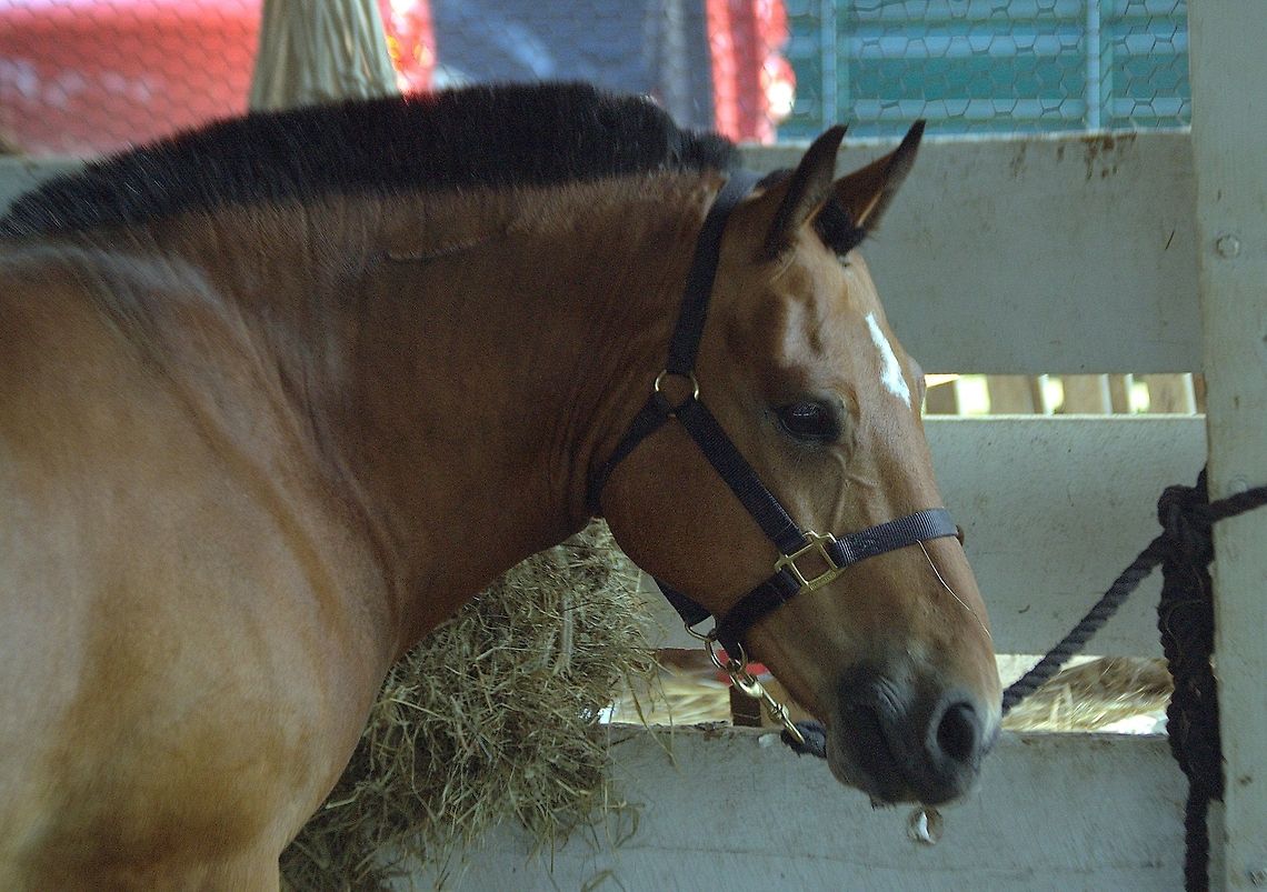 Horse Belgian Heavy Horse Animal,Domestic horse,Equus ferus caballus,domesticated,horse