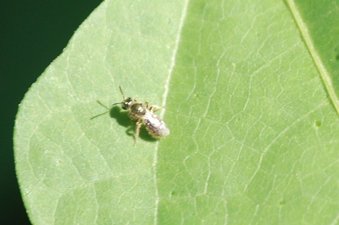 bug  Animal,insect