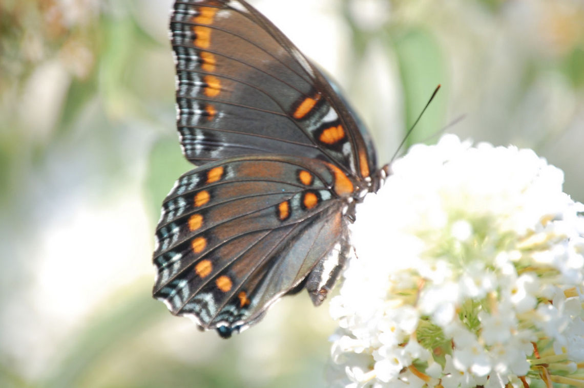 butterfly  Animal,Limenitis arthemis,White Admiral or Red-spotted Purple,butterfly,insect