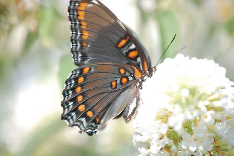 butterfly  Animal,Limenitis arthemis,White Admiral or Red-spotted Purple,butterfly,insect