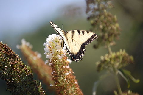 butterfly  Animal,Eastern Tiger Swallowtail,Papilio glaucus,butterfly,insect