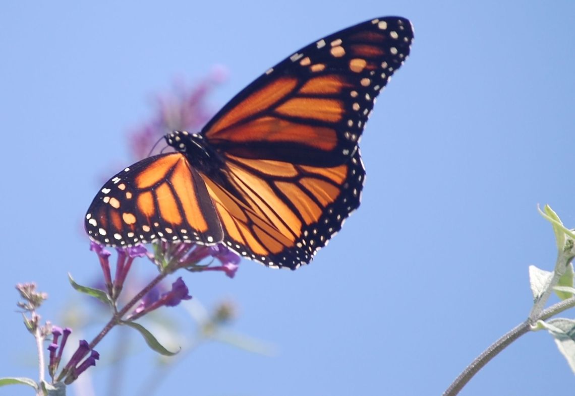 butterfly  Animal,Danaus plexippus,Monarch,insect