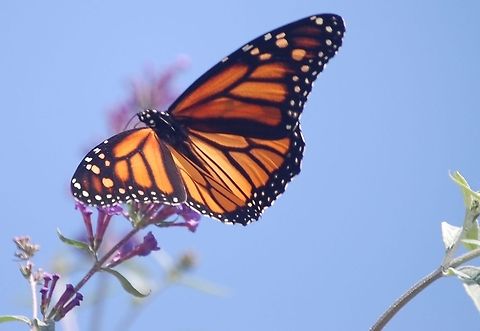 butterfly  Animal,Danaus plexippus,Monarch,insect