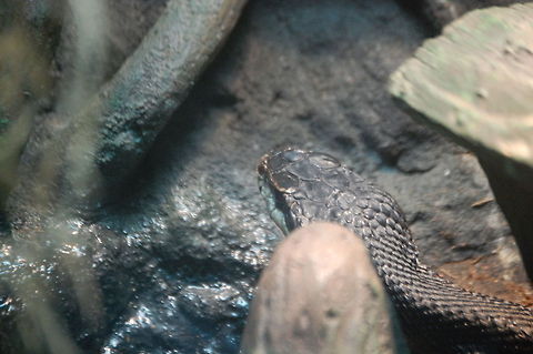 Copperhead  Agkistrodon contortrix,Animal,cold blooded,snake,wildlife