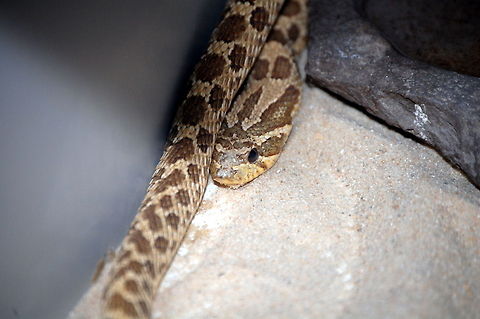 cornsnake  Animal,Corn snake,Pantherophis guttatus,Reptiles,cold blooded,snake,wildlife