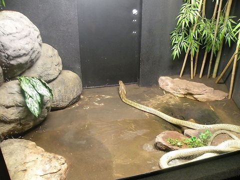 King cobra To get the full effect of this image, please note that the door in the background is a standard six (6) foot door. That should tell you something about the length of this snake. Animal,King cobra,Ophiophagus hannah,Reptiles,cold blooded,snake,wildlife