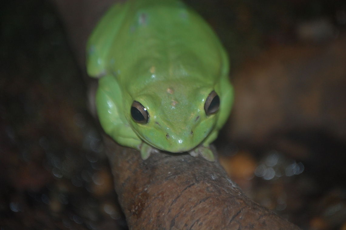 green tree frog  American green tree frog,Animal,Hyla cinerea,amphibian,wildlife