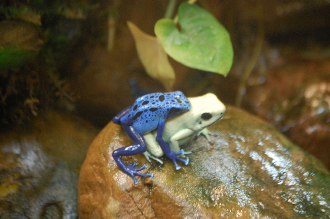 Romance  Animal,Blue Poison Arrow Frog,Dendrobates azureus,amphibian,wildlife