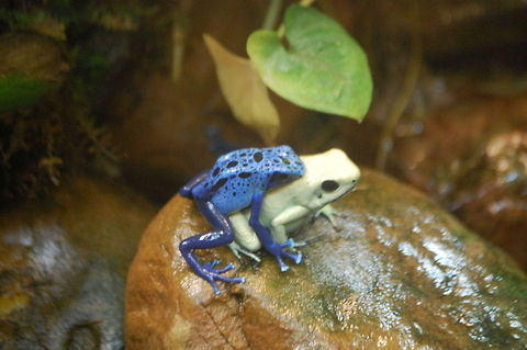Romance  Animal,Blue Poison Arrow Frog,Dendrobates azureus,amphibian,wildlife