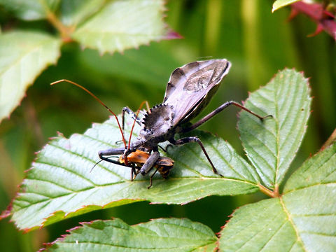 unkown insect this was a lucky shot, the insect was eating this other bug Animal,Arilus cristatus,Wheel bug,insect,natural,wildlife
