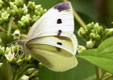 cabbage butterfly Of all Gods creatures, few are more beautiful than butterflies Animal,Pieris rapae,Small White,insect,natural,wildlife