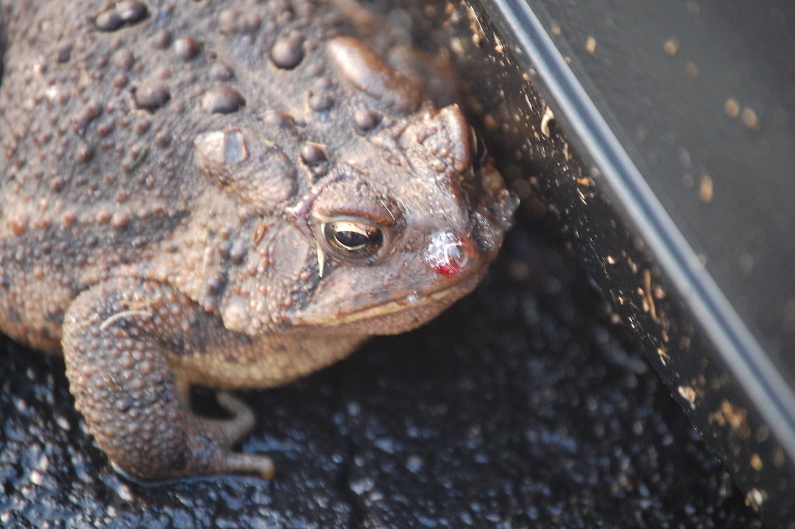 Bufo woodhousii this toad was attacked by a dog, The toad won, the dog was sick for four days Animal,Bufo woodhousii,Woodhouses Toad,amphibian,cold blooded,wildlife