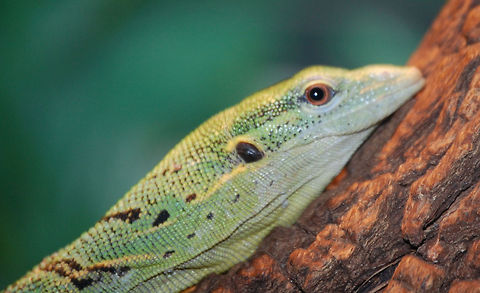 Emerald Tree monitor  Animal,Emerald Tree Monitor,Emerald Tree monitor,Varanus prasinus,cold blooded,reptile,wildlife