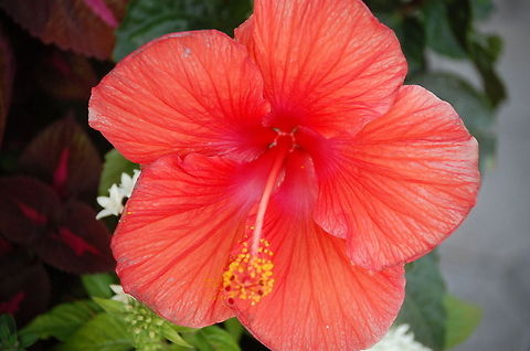 Copy_of_DSC_0033  Chinese hibiscus,Hibiscus rosa-sinensis,Plant,flora,floral,nature