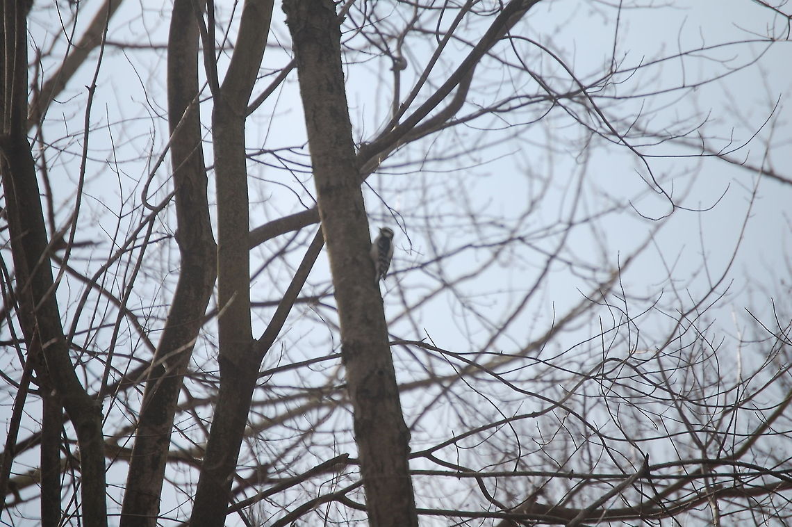 Downy Woodpecker  Downy Woodpecker,Downy woodpecker,Dryobates pubescens,Picoides pubescens,Plant,flora,floral,nature
